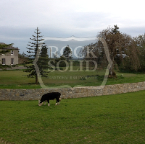 Kildare farm, fieldstone granite retaining wall